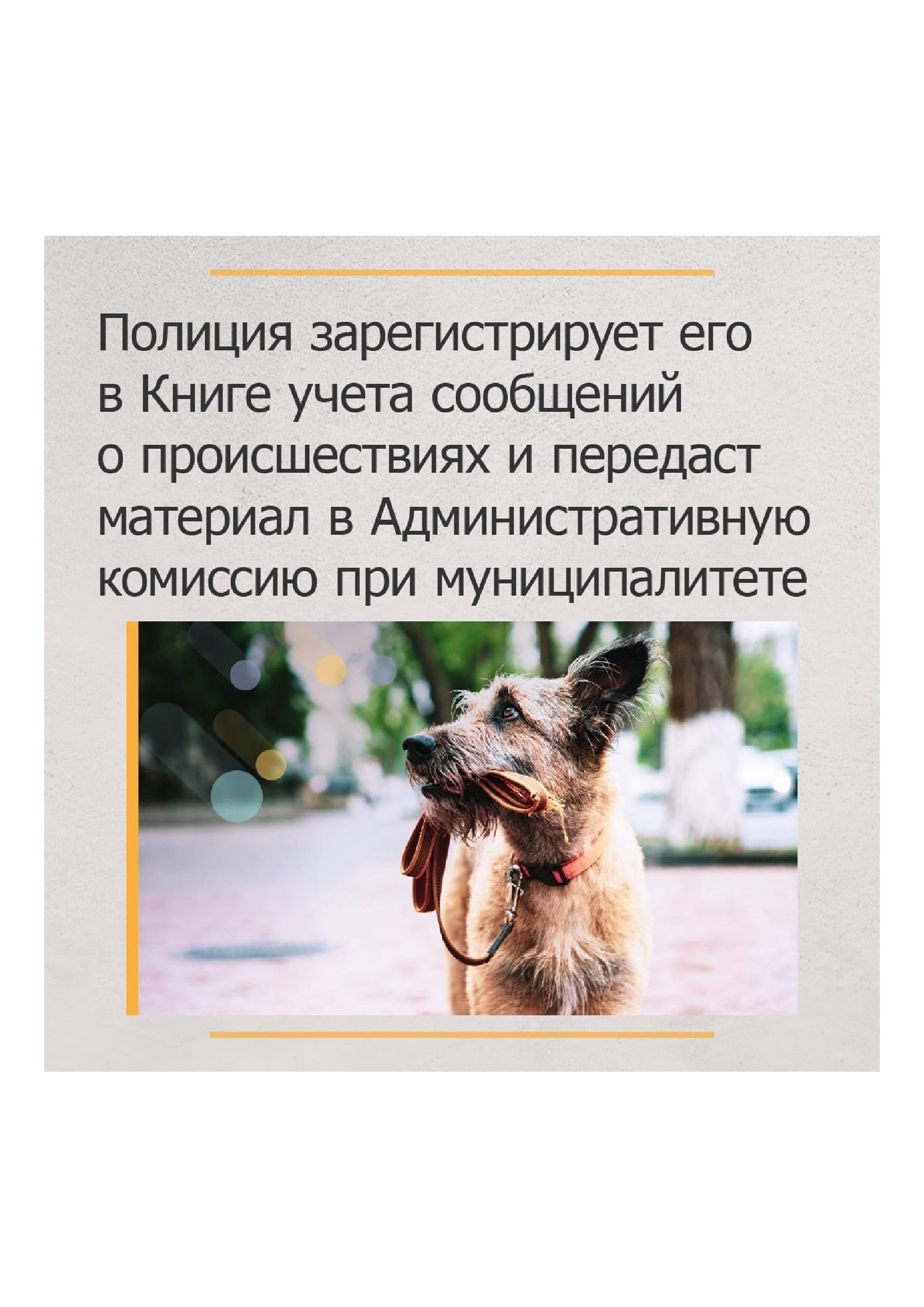 &amp;quot;Что делать, если рядом с вами появились бродячие собаки?&amp;quot;.